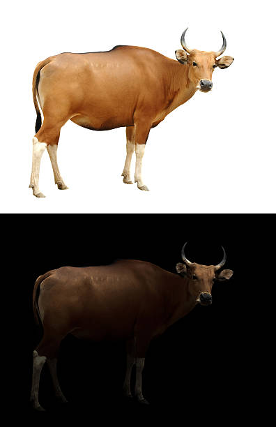 banteng di latar belakang gelap dan putih - sapi bali sapi potret stok, foto, & gambar bebas royalti