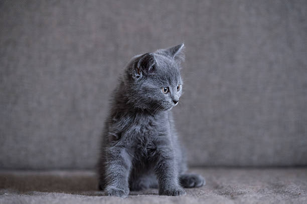 istock British Shorthair, kitten, shot indoors 615731306