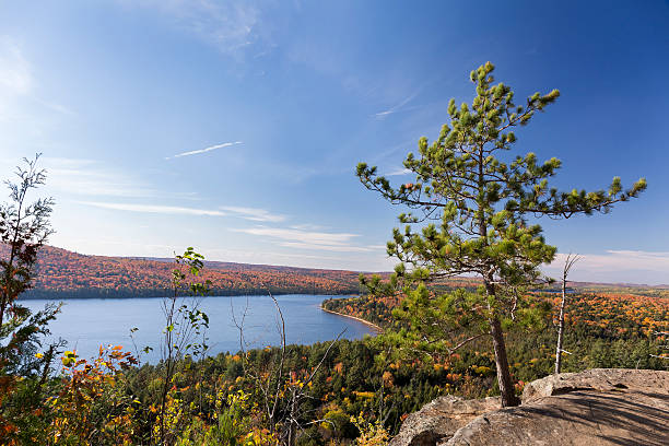 istock White Pine Tree Overlooking an Autumn Lake - Ontario, Canada 615733242