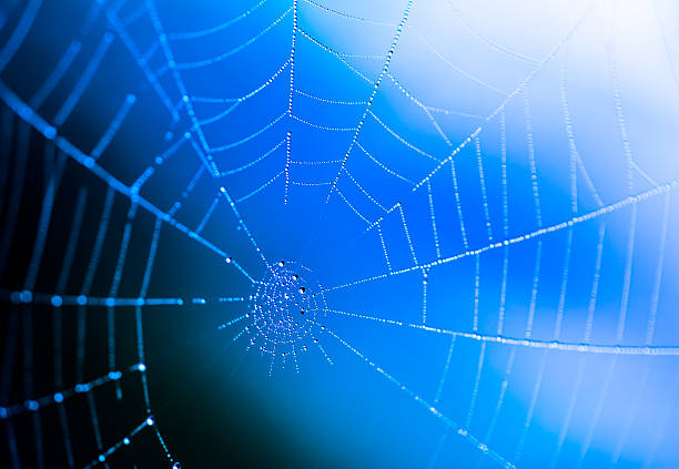 istock Closeup of a wet spiderweb wtih dew drops 615733554