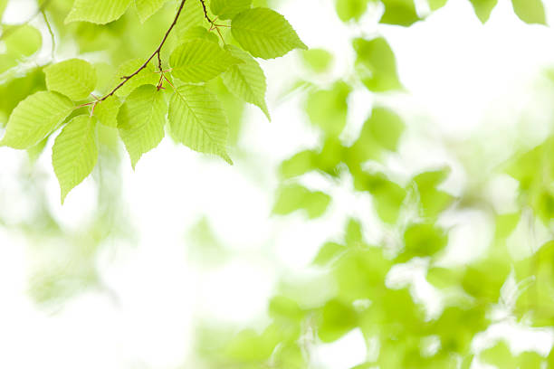 jeune arbre feuilles - kelly green light plant tree photos et images de collection