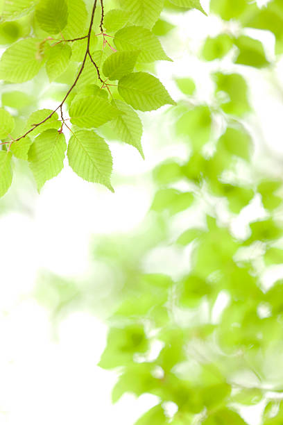 jeune arbre feuilles - kelly green light plant tree photos et images de collection