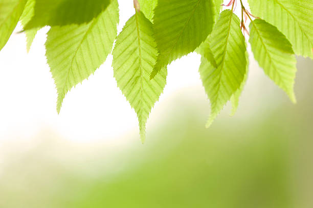 jeune arbre feuilles - kelly green light plant tree photos et images de collection