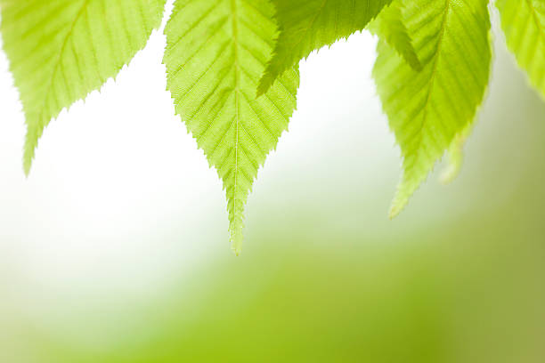 jeune arbre feuilles - kelly green light plant tree photos et images de collection