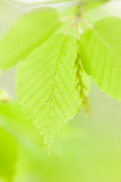 jeune arbre feuilles - kelly green light plant tree photos et images de collection