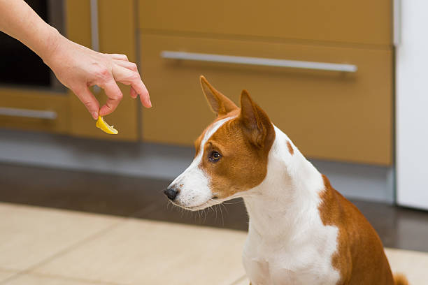 cute basenji dog doesn't want to eat lemon - unwillingness imagens e fotografias de stock