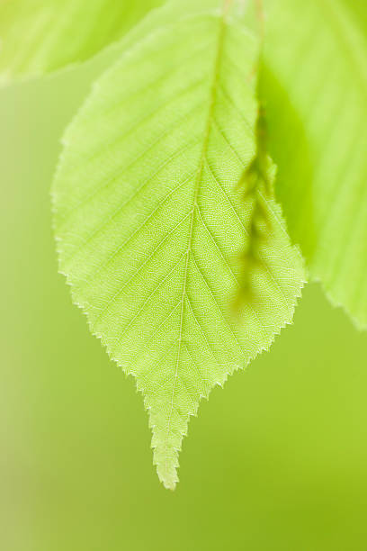 jeune arbre feuilles - kelly green light plant tree photos et images de collection