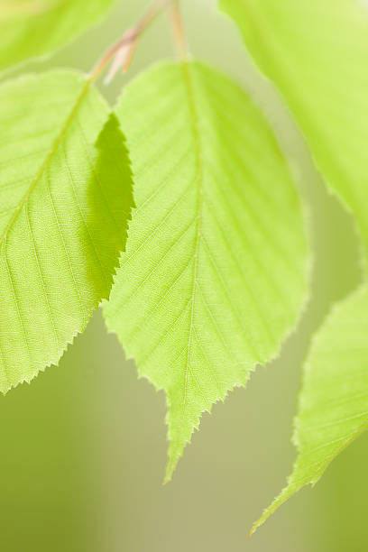 jeune arbre feuilles - kelly green light plant tree photos et images de collection