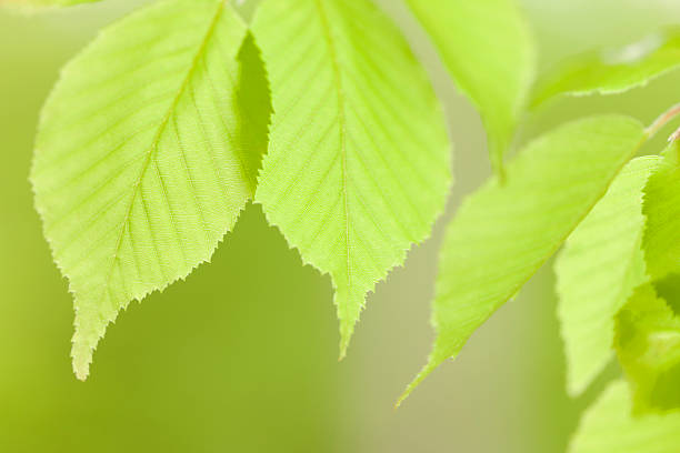 jeune arbre feuilles - kelly green light plant tree photos et images de collection