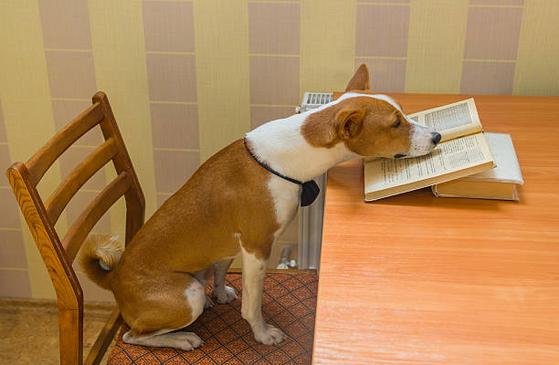 dog homework picture Smart basenji school-dog reviews course of mathematics Back to school - very smart basenji school-dog reviews course of mathematics dog ate my homework stock pictures, royalty-free photos & images