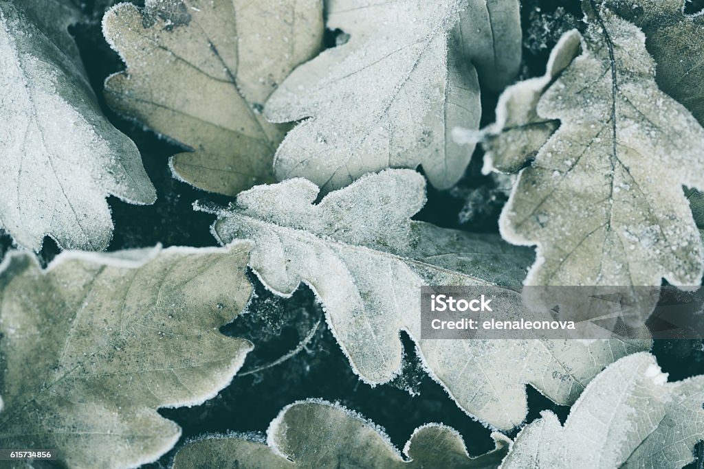 Frost on autumn leaves Leaf Stock Photo