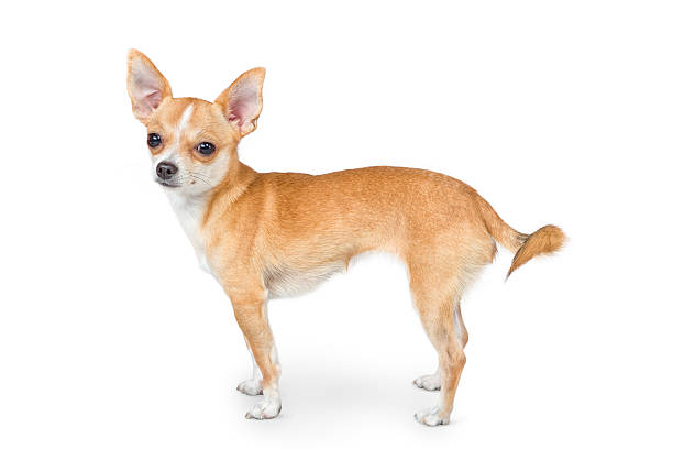 istock Small chihuahua dog 615734908
