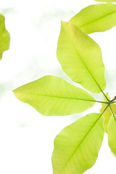 jeune arbre feuilles - kelly green light plant tree photos et images de collection