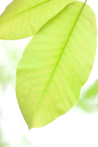 jeune arbre feuilles - kelly green light plant tree photos et images de collection