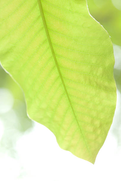 jeune arbre feuilles - kelly green light plant tree photos et images de collection