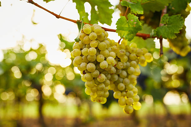 istock Branch of green wine grapes 615735272