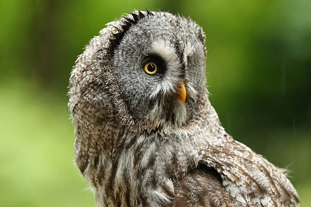istock Portrait of a Great Grey Owl 615735318