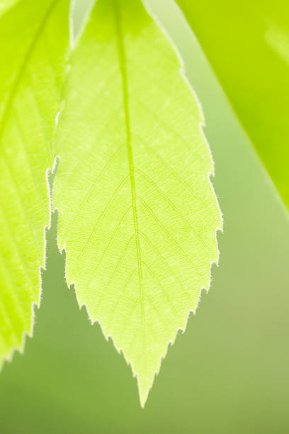 jeune arbre feuilles - kelly green light plant tree photos et images de collection