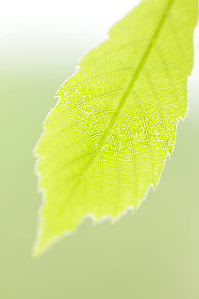 jeune arbre feuilles - kelly green light plant tree photos et images de collection