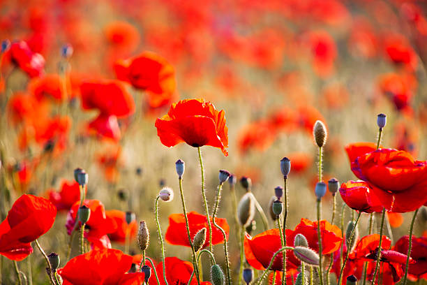 istock Red poppy field. Floral background 615736182