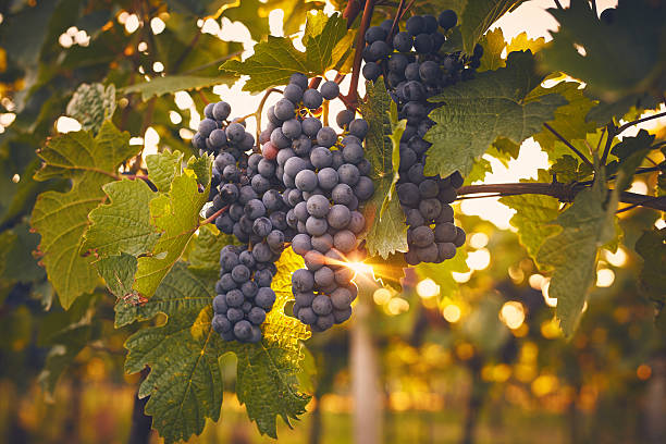 uvas penduradas ao pôr do sol - grape green red purple imagens e fotografias de stock