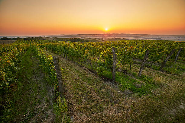 istock Evening view of the vineyards. Toned at sunset 615736836