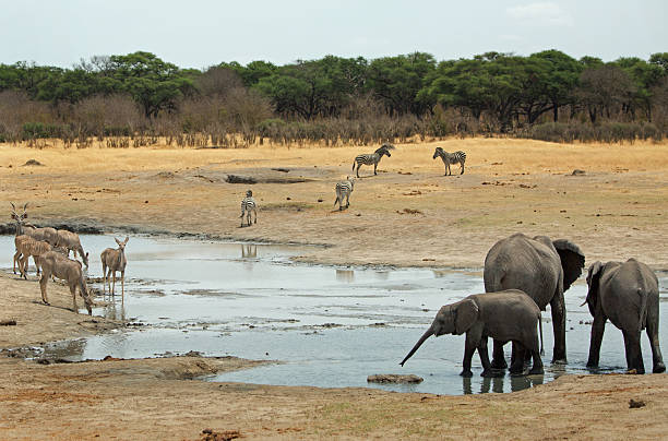 istock Elephants, zebra and Kudu at a wahole in Hwange 615737638