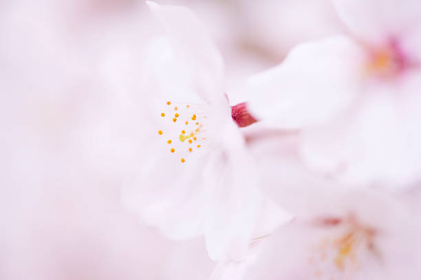 istock Cherry blossom in Tokyo 615738072