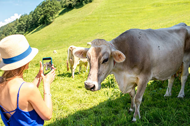 istock Tourist with cows on the meadow 615739344