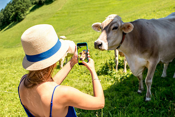 Tourist with cows on the meadow