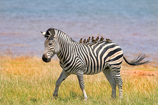 A burchell zebra with eight ox peckers on his back
