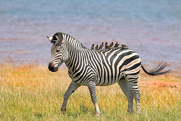 Zebra with eight oxpeckers on it's back stock photo