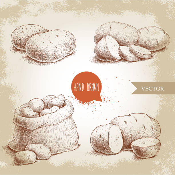 ручная нарисованная эскизная иллюстрация стиля спелого картофеля. - raw potato root vegetable vegetable sack stock illustrations