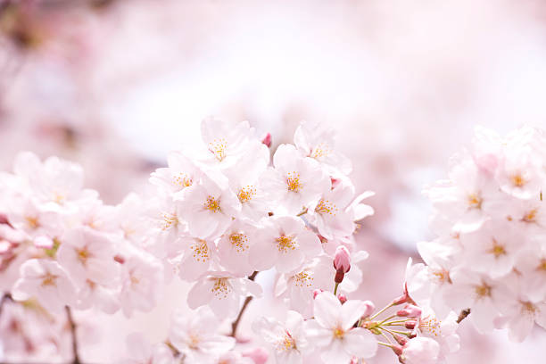 istock Cherry blossom in Tokyo 615740444