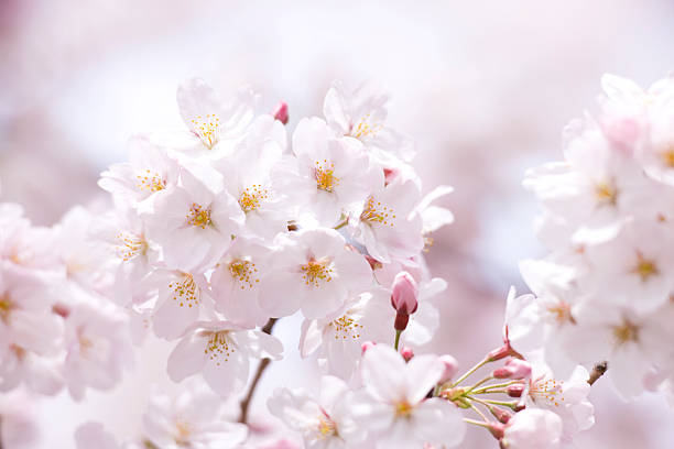 istock Cherry blossom in Tokyo 615740464