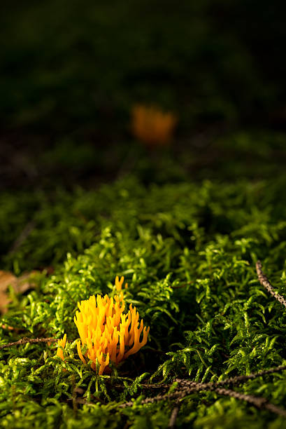 istock Small fresh ramaria mushroom in green moss 615740690