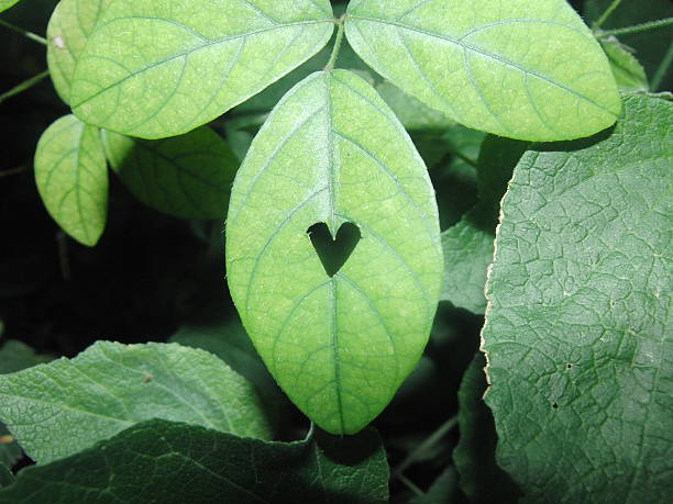 istock I love ovate leaves 615740884