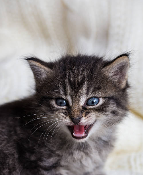 istock Few weeks old tabby-kitten with fluffy fur and open mouth 615741110