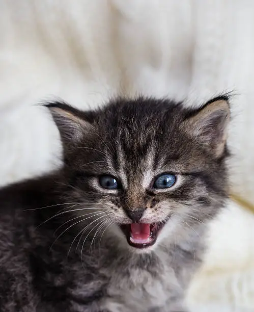 Vertical photo of few weeks old tabby cat with fluffy fur. Kitten has blue eyes and dark nose. Baby animal on portrait sits on light blanket and looks forward with open mouth.