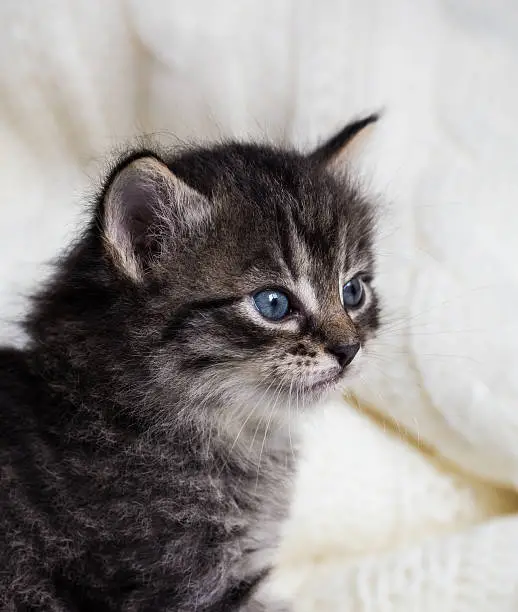 Vertical photo of few weeks old tabby cat with fluffy fur. Kitten has blue eyes and dark nose. Baby animal on portrait sits on light blanket and looks aside.