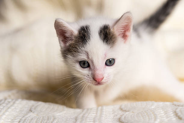 kittenページ White Small Kitten With Two Dark Spots On Head Stock Photo