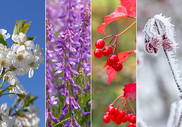istock Collage of four seasons 615741978