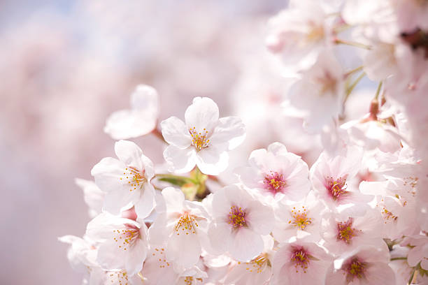 istock Cherry blossom in Tokyo 615742112