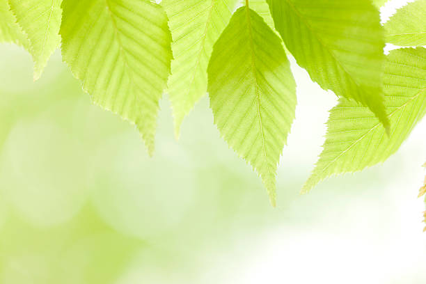 jeune arbre feuilles - kelly green light plant tree photos et images de collection