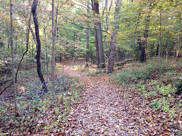 istock Autumn Leaves on the Trail 615742492