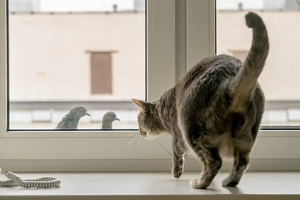 Photo of Cat challenges two pigeons from behind a window
