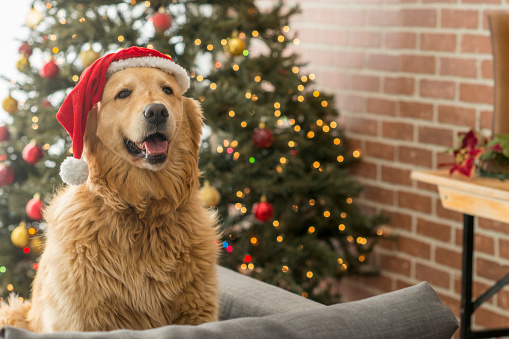 A golden retriever has been adopted as a christmas present and given to a family. Here, she sits and wears a santa hat.