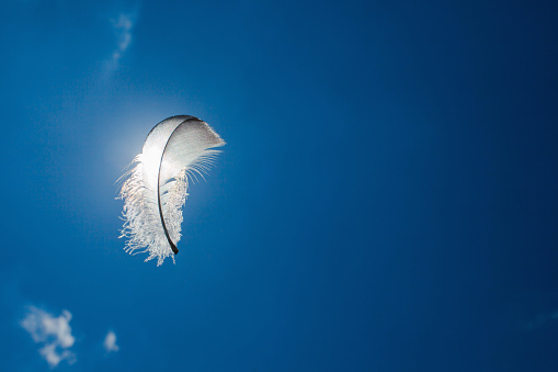 Lone feather in the sky. 