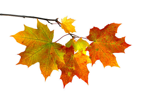 istock Branch of autumn  maple leaves isolated on white background 615746036