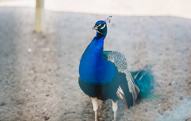 istock Beautiful male peacock at zoo 615746538